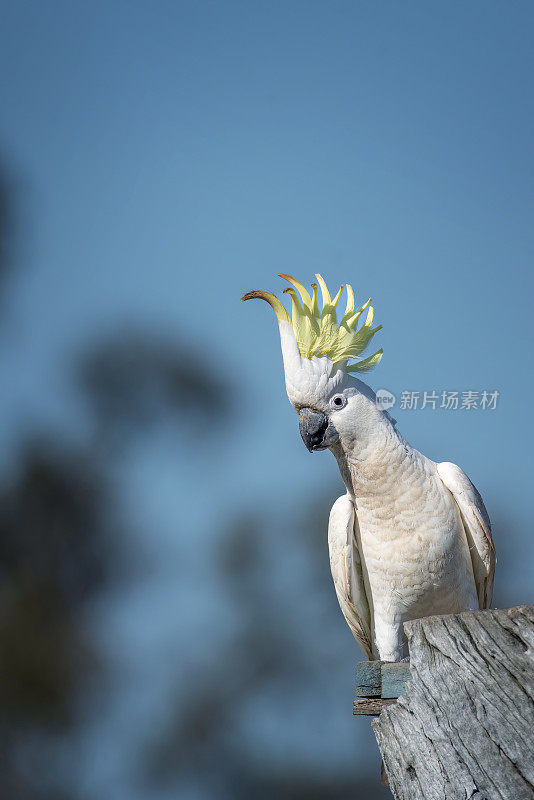 凤头鹦鹉(Cacatua galerita)